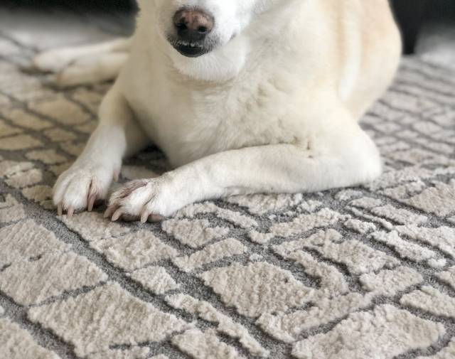 Yuki Profile Image