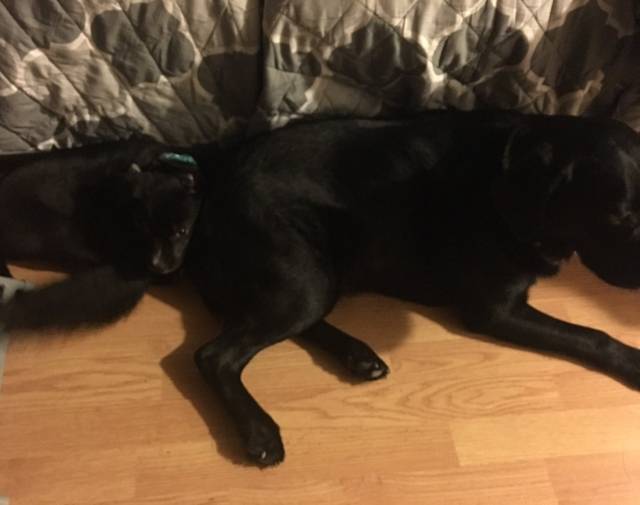 Puppy Gallery Image 1