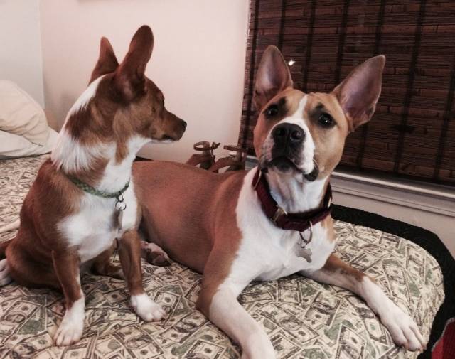 Darla & Dingo
