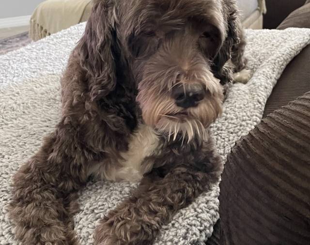 Bosco Profile Image