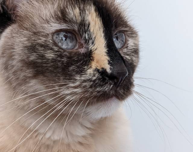 Lola Profile Image