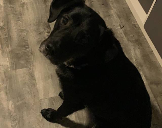 Puppy Gallery Image 4