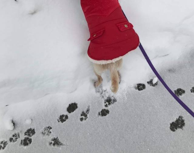 Pippin Underfoot Gallery Image 5