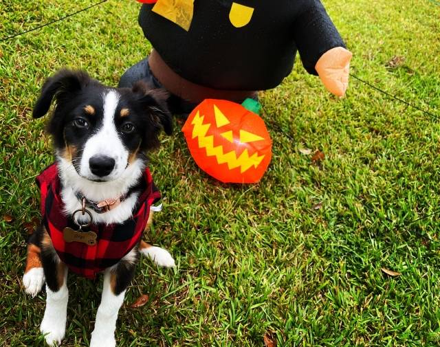 Gigi 🎃 