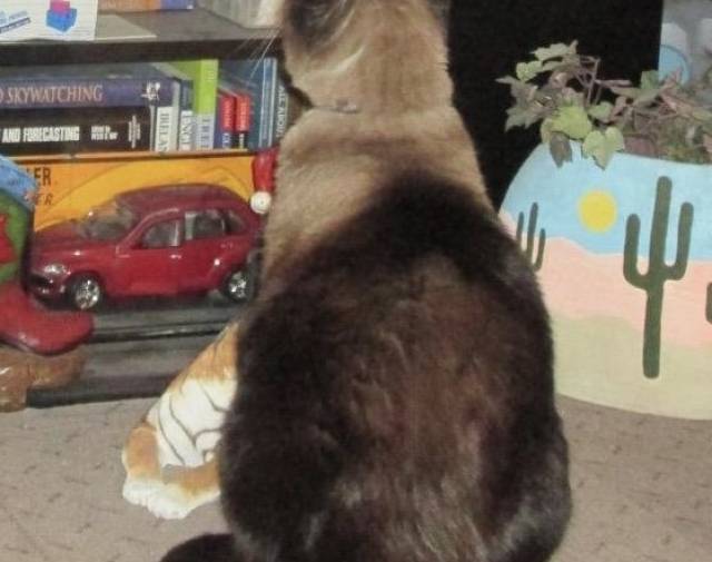Mr. Kitty  Gallery Image 4
