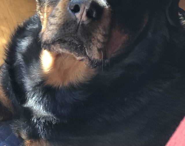 Willie(Willow) Gallery Image 1