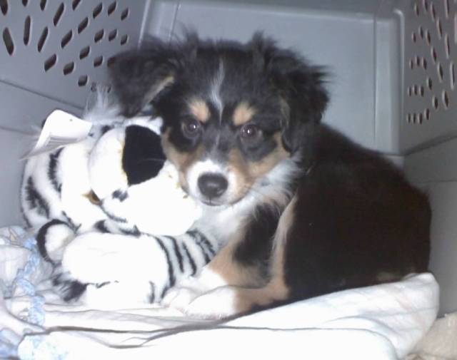 Dreamer as a pup in 2007
