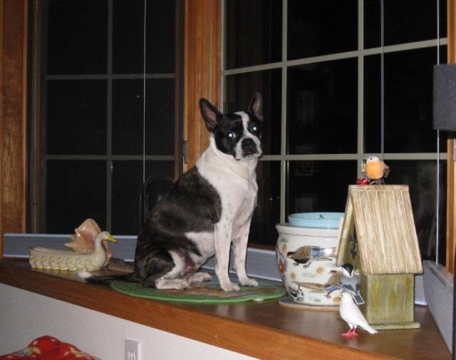 Gracie Girl Gallery Image 4