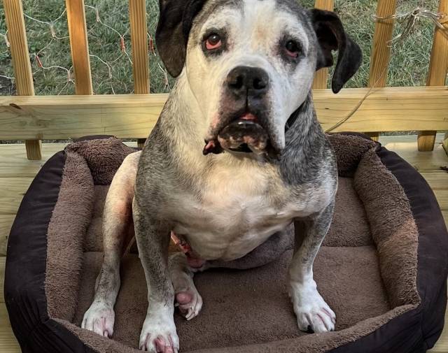 Ruger  Profile Image