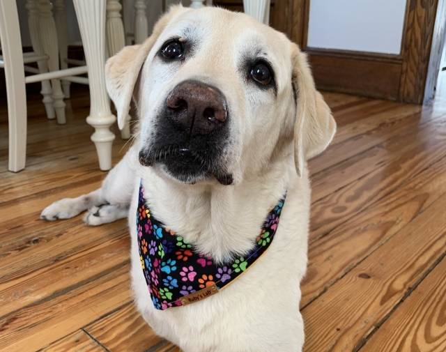 Buddy Profile Image