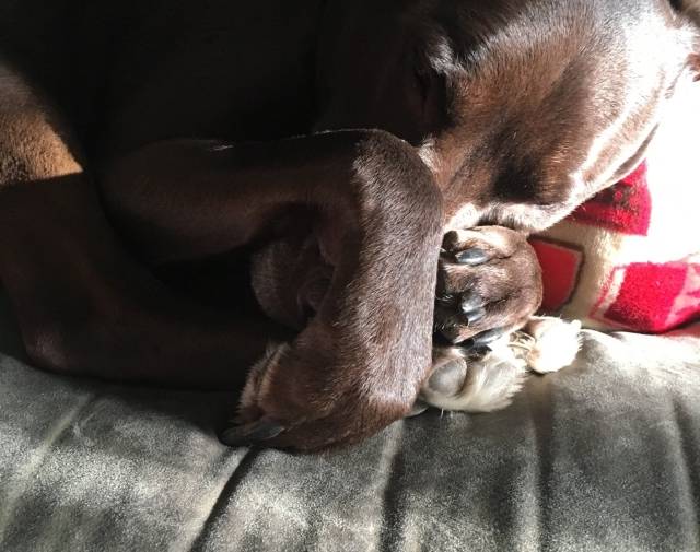 Her little feets tucking in her nose