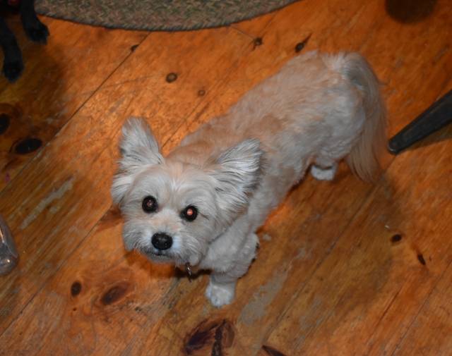 Scruffy Gallery Image 1