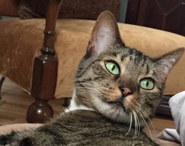 Bella Profile Image
