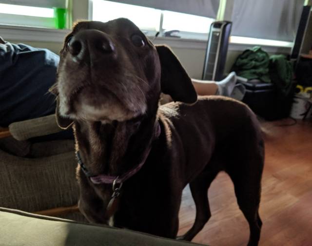Who could say no to this sweet face?