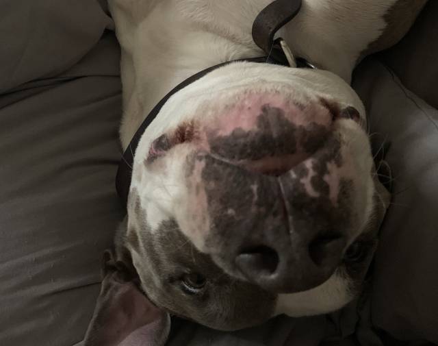 Charlie Bear