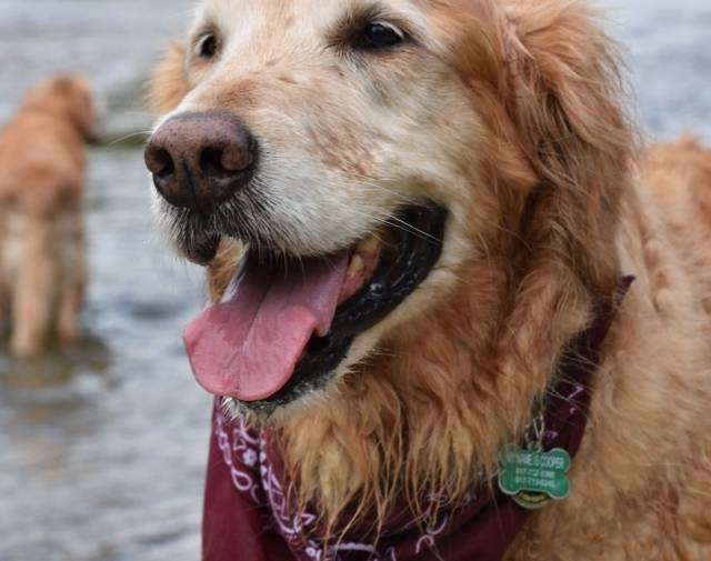 cooper