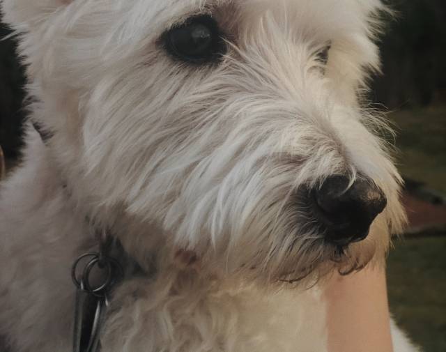 Toby Profile Image