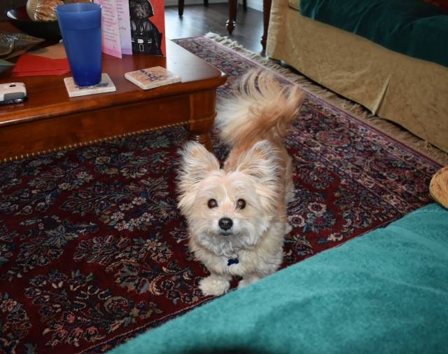 Scruffy Gallery Image 2