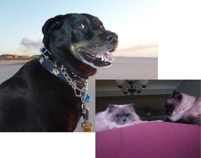 Ellie, Onyx, & Dante Profile Image