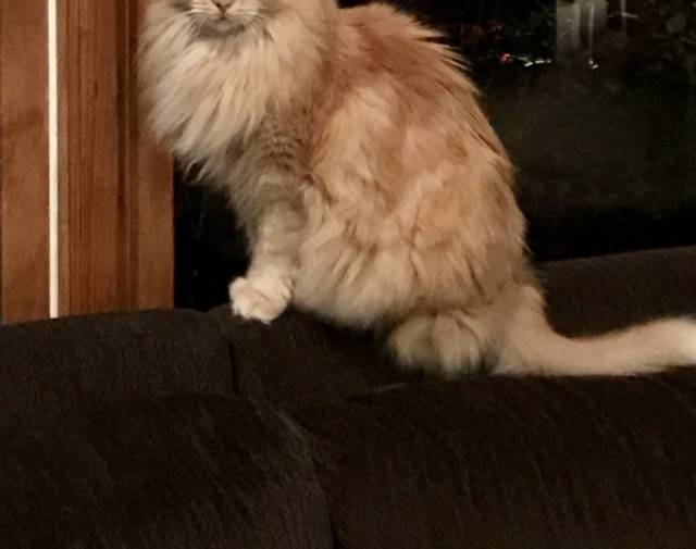 Garfield Profile Image