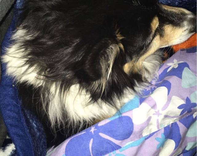 My forever cuddle buddy. 🤍