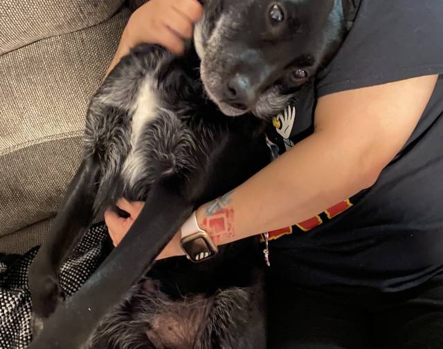 Puppy Gallery Image 5