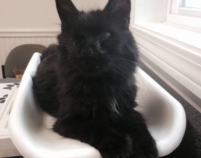 Binx Profile Image
