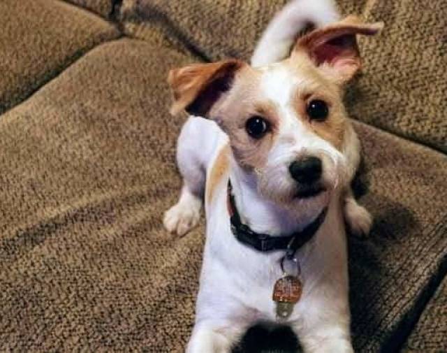 Who's a good boy?