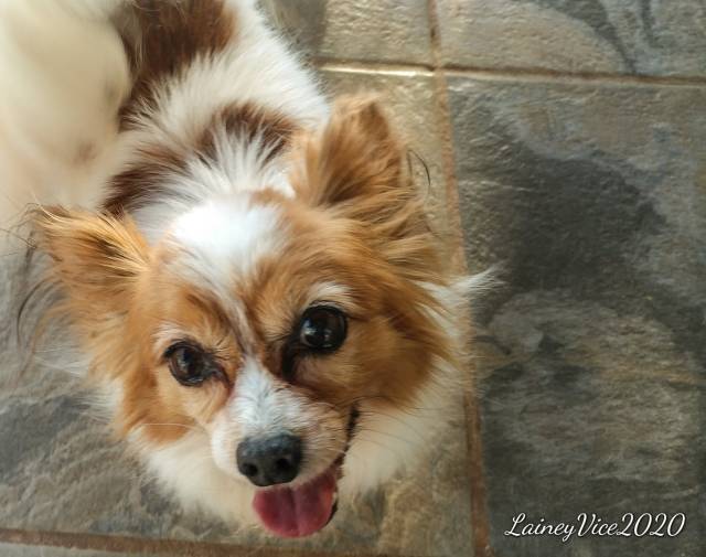 Lainey Gallery Image 2
