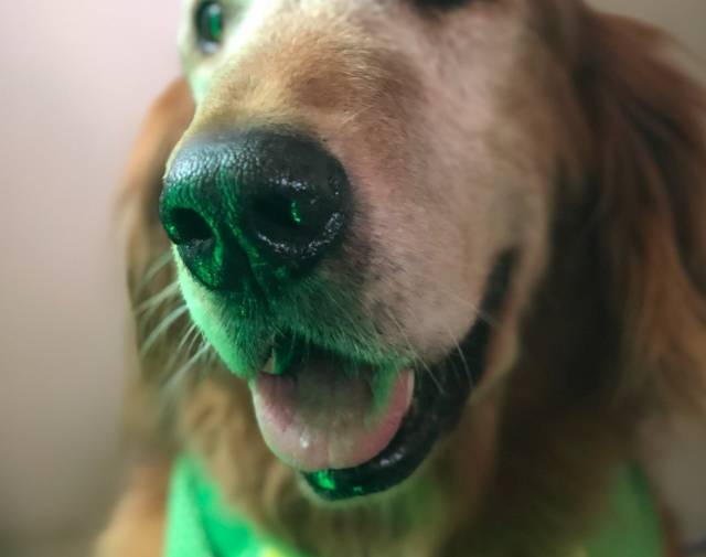 Finnegan