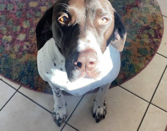 Bailey Profile Image