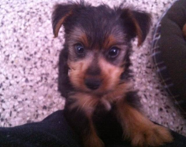 Dobby Gallery Image 1