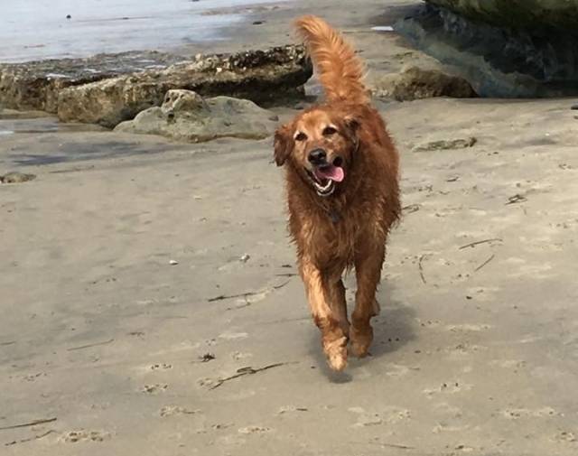 Carson at Del Mar Beach