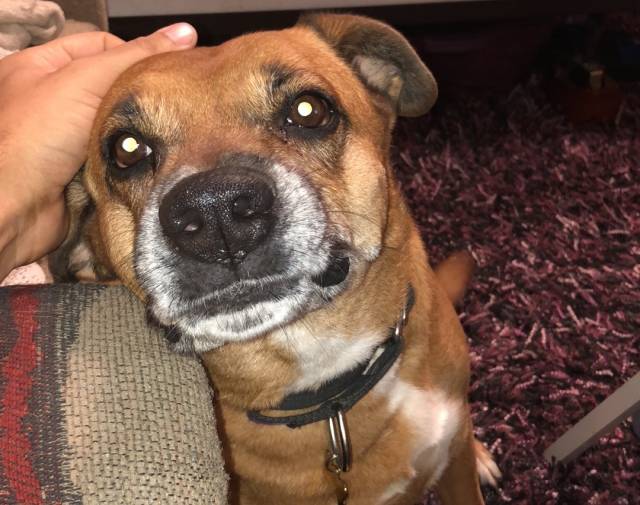 Cinnamon wants the head scratches