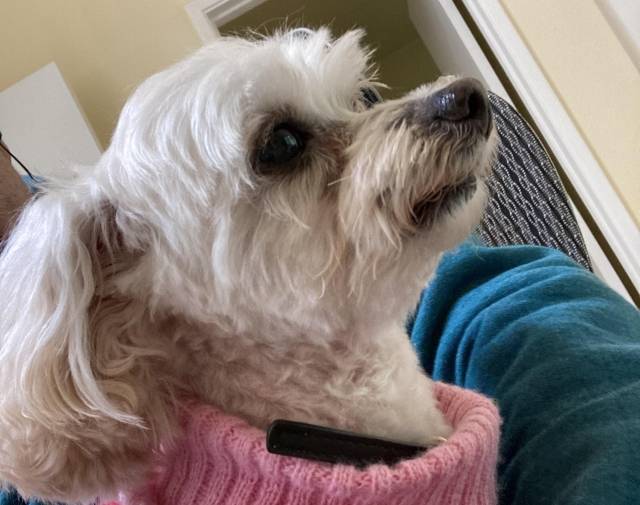 Miss Abbey Profile Image