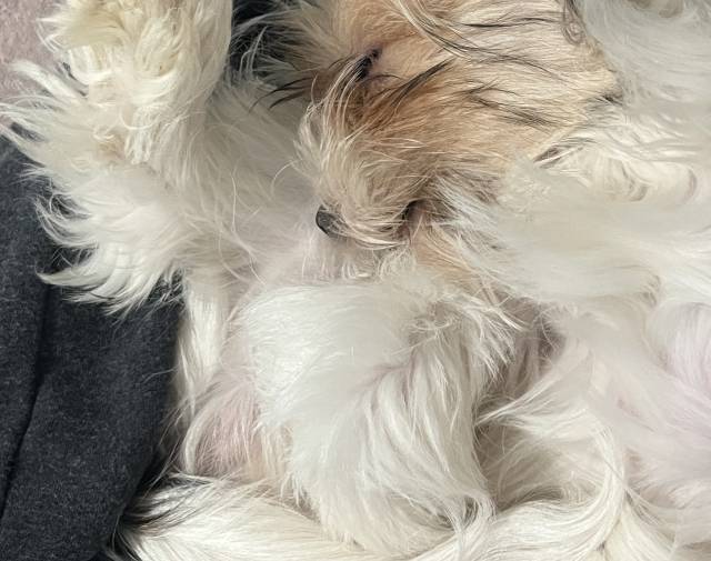 Benji Gallery Image 7