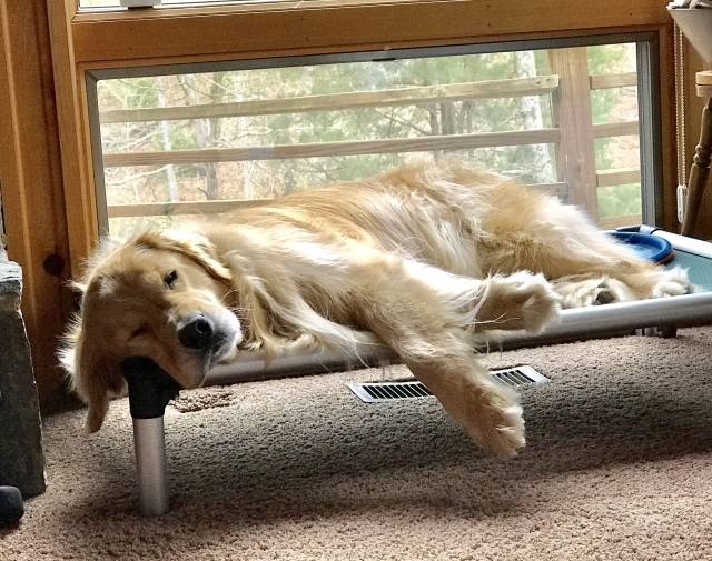 pooped