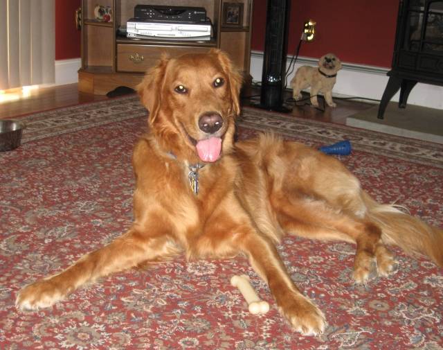 Cody Gallery Image 4