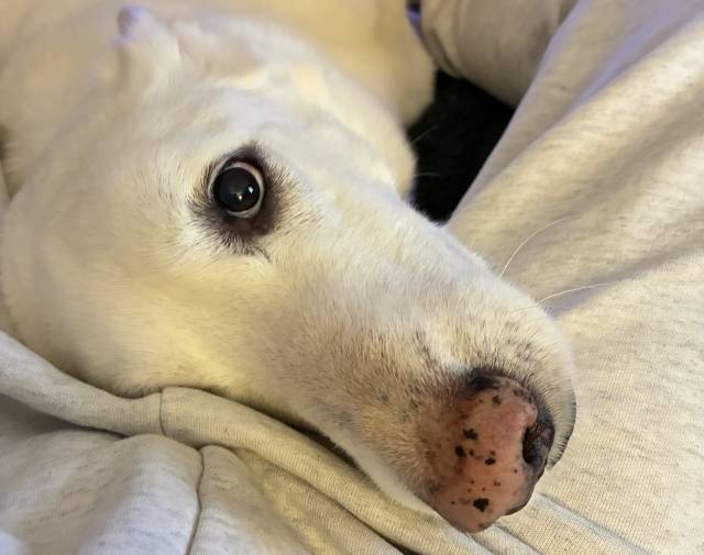 He was the best at cuddling.
