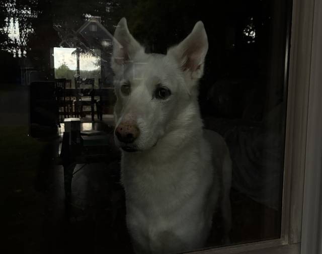 He loved looking out of the window.