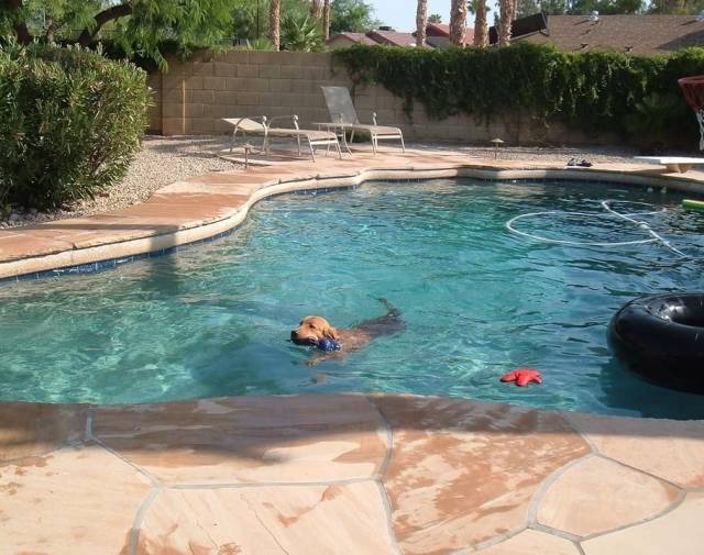 Jerico in the pool