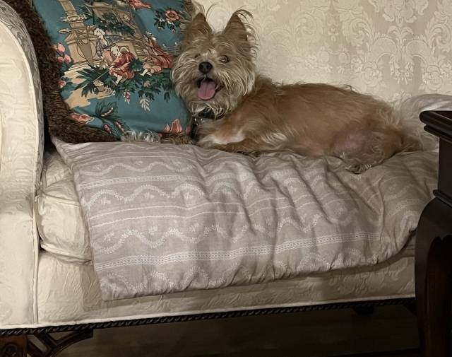 Ollie Gallery Image 1