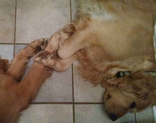 Nash Nash and Zoe, Touching Paws
