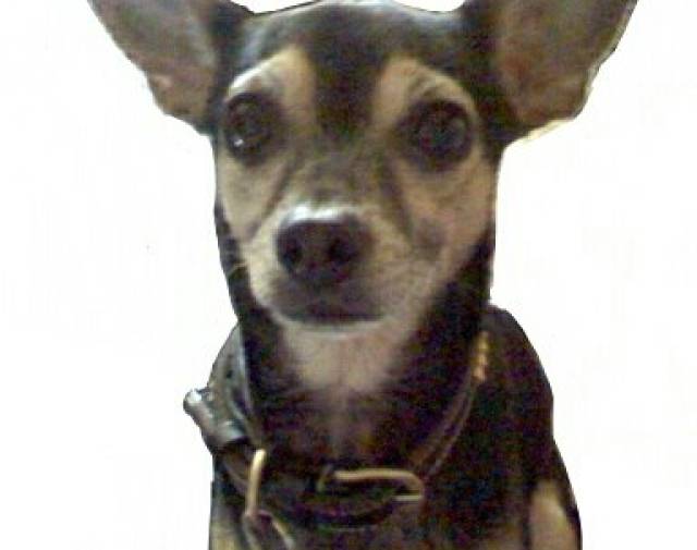 Dingo Profile Image