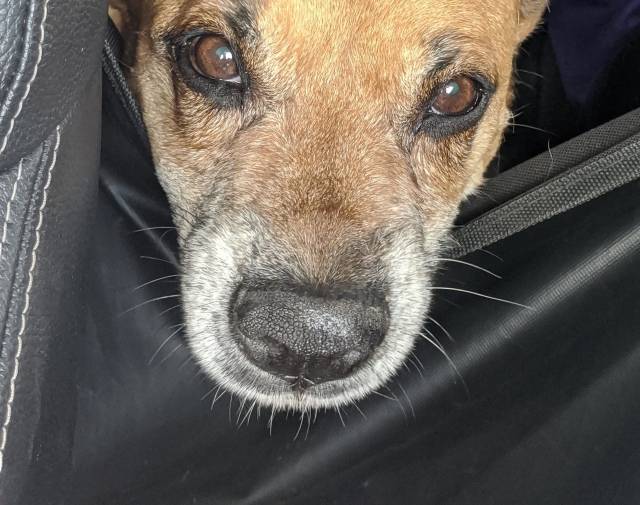 Cinnamon Nervous in the Car