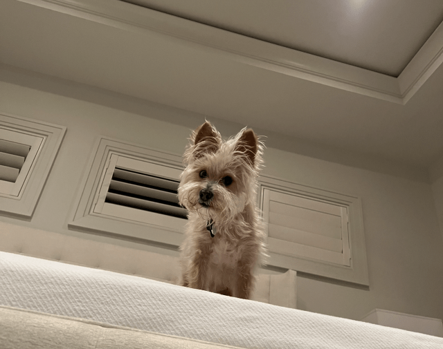 Ollie Gallery Image 7