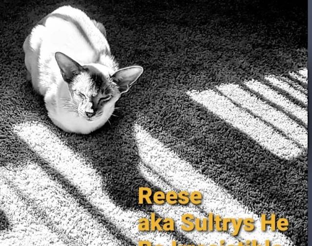 Reese Gallery Image 4