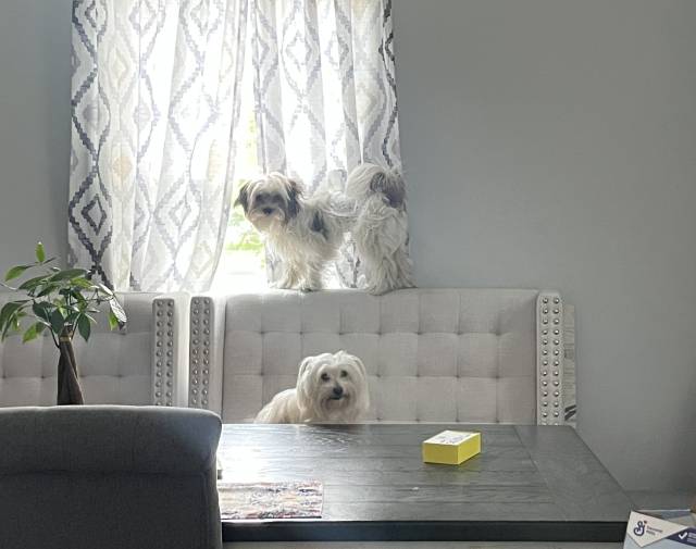 Benji Gallery Image 8