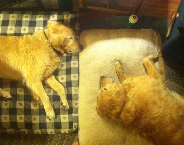Sunny & Beau