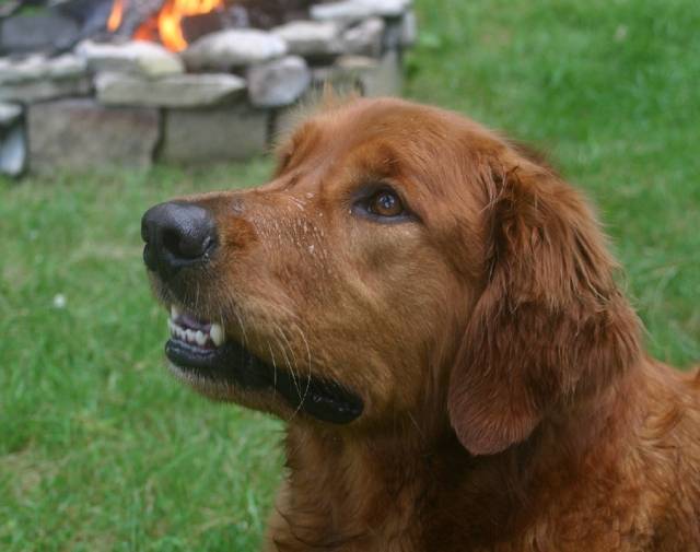 Rockford/Rocky Profile Image